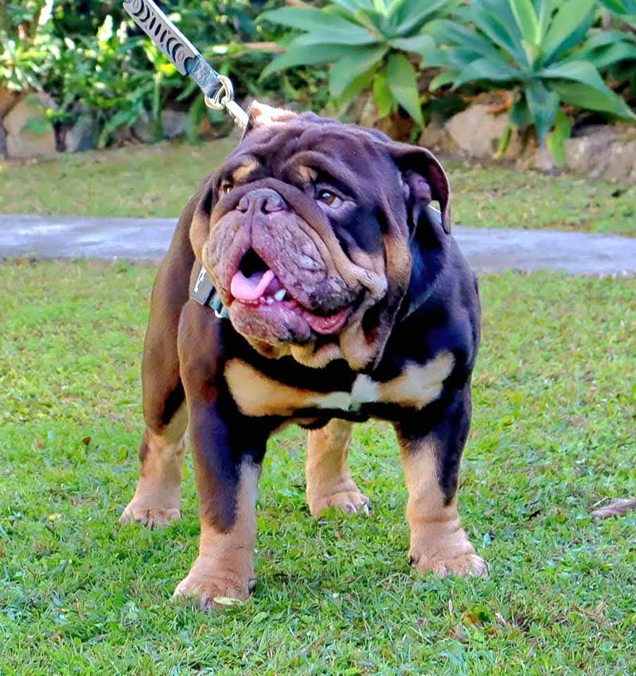 Deuce, the British Bulldog behind Bulldoggy Co.